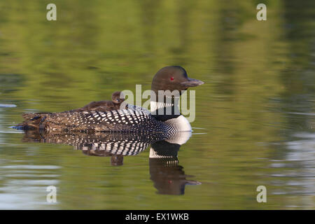 Loon comune (Gavia immer) Foto Stock