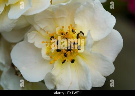 Rambling Rosa il polline coleotteri specie Meligethes Foto Stock