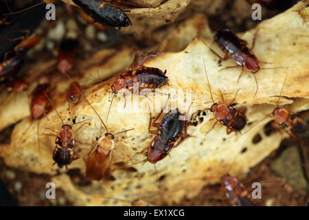 Turkestan scarafaggio (Blatta lateralis), noto anche come il rosso ruggine scarafaggio presso lo Zoo di Schönbrunn a Vienna, Austria. Foto Stock