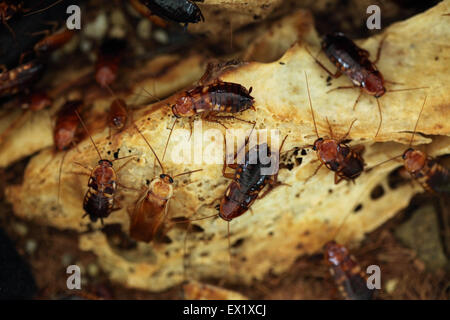 Turkestan scarafaggio (Blatta lateralis), noto anche come il rosso ruggine scarafaggio presso lo Zoo di Schönbrunn a Vienna, Austria. Foto Stock