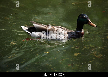 Maschi di anatra selvatica (Anas platyrhynchos), noto anche come il germano reale presso lo Zoo di Schönbrunn a Vienna, Austria. Foto Stock