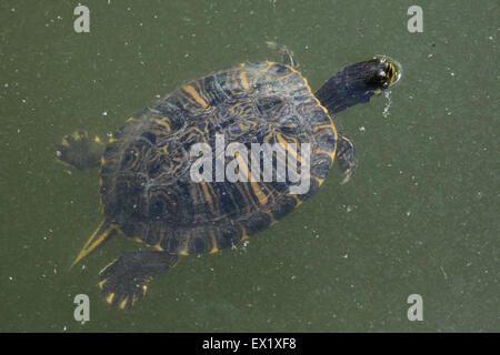 Tartaruga dalle orecchie rosse (Trachemys scripta elegans) nuoto presso lo Zoo di Schönbrunn a Vienna, Austria. Foto Stock