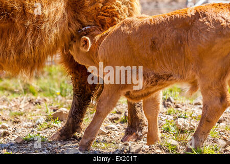 Primo piano di un bambino rosso vitello lattante vacca madre nella fattoria di campagna Foto Stock