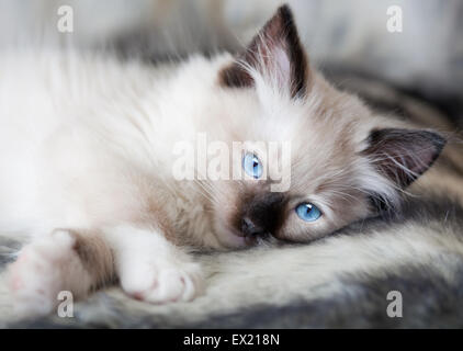 Punto sigillo Mitted ragdoll gattino sdraiato su una pelliccia morbida Foto Stock