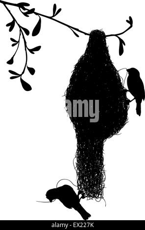 EPS8 vettore modificabile silhouette di una coppia di weaverbirds costruire il loro nido di erba con gli uccelli come oggetti separati Illustrazione Vettoriale