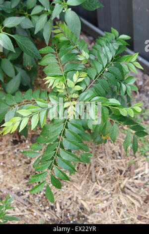 Impianto di Curry - Murraya Koenigii piantina Foto Stock