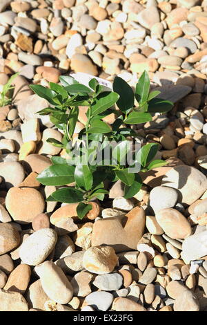 Crescente Citrus latifolia o anche conosciuto come il tahitiano Lime sul suolo coperto di ciottoli Foto Stock