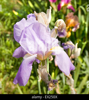 Un fiore di iris di colore blu Chiudi vista nel giardino sul prato verde dello sfondo. Foto Stock