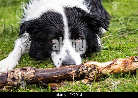 Un wet Border Collie aspettando il suo bastone Foto Stock