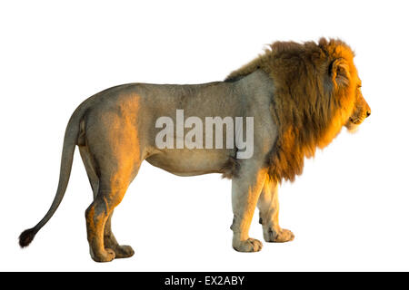 Vista laterale di un leone in piedi, Panthera Leo, isolati su sfondo bianco Foto Stock
