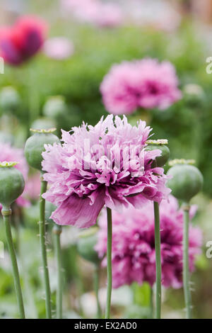 Papaver somniferum. Purple poppies in un giardino inglese. Foto Stock