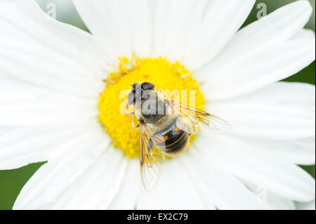 Un Europeo Hoverfly (Eristalis tenax) su un Daisy bianca (Leucanthemum vulgare) in un prato selvatico in East Yorkshire Foto Stock