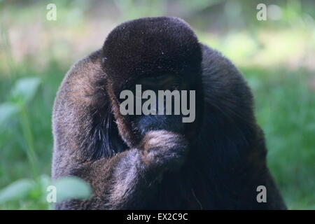 Comune o marrone Humboldt's lanosi scimmia ( Lagothrix lagotricha), primo piano della testa, posa di avviso Foto Stock