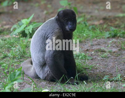 Comune o marrone Humboldt's lanosi scimmia ( Lagothrix lagotricha), nativo della regione amazzonica Foto Stock