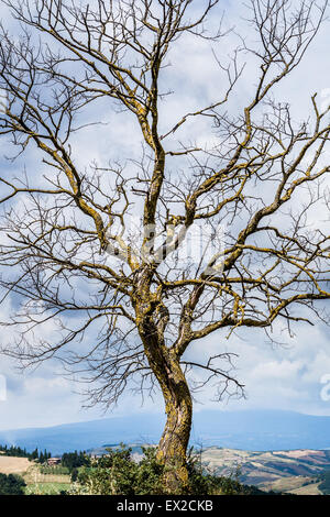 Albero solitario su una collina Foto Stock