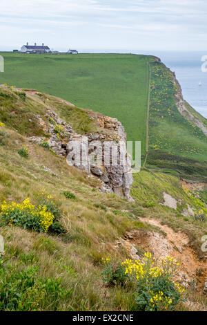 Sentiero costiero presso il St Aldhelm la testa vicino Worth Matravers villaggio sul Dorset Jurassic Coast Foto Stock