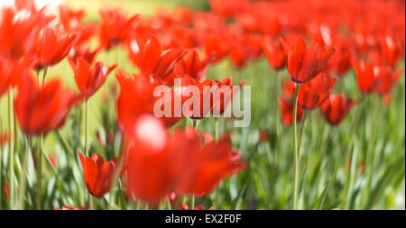 Un sacco di colore rosso brillante tulipani cresce in estate campo verde. Fiori ondeggianti dal vento. Bellissimi colori in primavera. Foto Stock