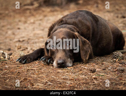 Cane sdraiato nel bosco Foto Stock