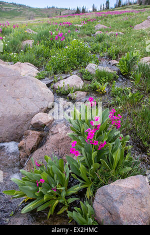 Parry la Primula (Primula parryi) e Heartleaf Bittercress (Cardamine cordifolia) lungo il torrente alpino al cervello della testa di picco, Iro Foto Stock
