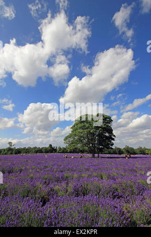 Mayfield Lavanda, Banstead, Surrey, Regno Unito. 5 Luglio, 2015. Regno Unito: Meteo di scene colorate a Mayfield Lavanda in Surrey dove centinaia di visitatori sono venuti a vedere il raccolto in corrispondenza del suo apice. Una splendida vista sul Surrey, confini di Londra vicino a Banstead, un campo di abbagliamento di viola che avrebbe un aspetto più a casa nel sud della Francia. La lavanda sarà presto di raccolta può essere essiccato o trasformato in olio. Foto Stock