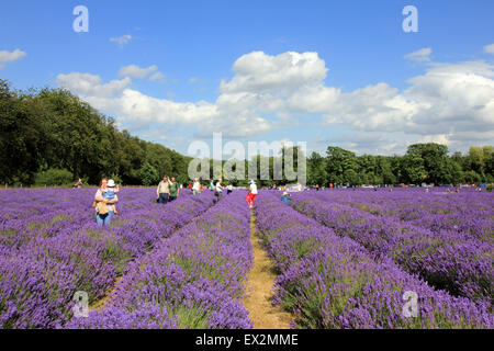 Mayfield Lavanda, Banstead, Surrey, Regno Unito. 5 Luglio, 2015. Regno Unito: Meteo di scene colorate a Mayfield Lavanda in Surrey dove centinaia di visitatori sono venuti a vedere il raccolto in corrispondenza del suo apice. Una splendida vista sul Surrey, confini di Londra vicino a Banstead, un campo di abbagliamento di viola che avrebbe un aspetto più a casa nel sud della Francia. La lavanda sarà presto di raccolta può essere essiccato o trasformato in olio. Foto Stock