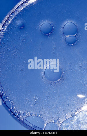Olio e acqua nella scatola di Petri, sfondo blu Foto Stock