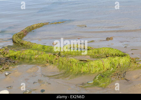 Catena contemplati nelle alghe marine su una spiaggia Foto Stock