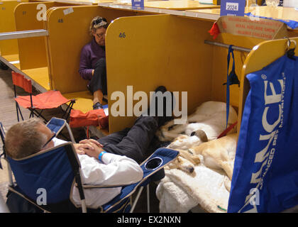 Cani tutto pronto per la mostra, al Royal Show di Adelaide, Australia del Sud. Foto Stock