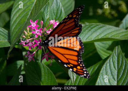 Farfalla monarca a Purdy Butterfly House Huntsville Giardino Botanico, Huntsville, AL Foto Stock