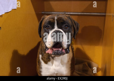 Cani tutto pronto per la mostra, al Royal Show di Adelaide, Australia del Sud. Foto Stock