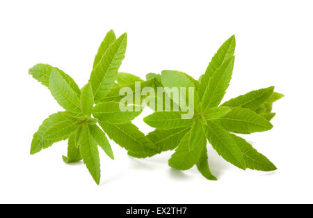 La verbena del limone isolati su sfondo bianco Foto Stock