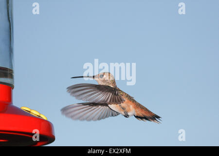 Allen Hummingbird in volo Foto Stock