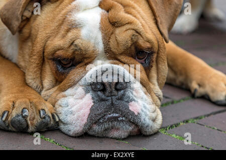 Un annoiato cercando Bulldog inglese, un maschio di razza ( 2 anni ) con il "corda" sopra il naso e un pronunciato underbite. Foto Stock