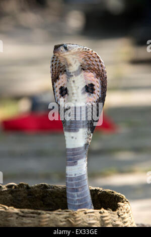 Un cobra indiano si solleva per il beneficio di turisti per le strade di Colombo, Sri Lanka. L'Indiano co Foto Stock