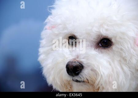 Ritratto del cane Foto Stock