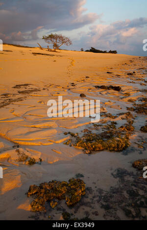 Paesaggio di sabbia, spiaggia rocciosa prima del tramonto a MAROSI, Lamboya, West Sumba, East Nusa Tenggara, Indonesia. Foto Stock