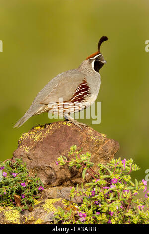 La Gambel Quaglia Callipepla gambelii Tucson, Arizona, Stati Uniti 21 Maggio maschio adulto fasianidi Foto Stock