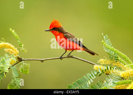 Vermiglio Flycatcher Pyrocephalus rubinus Catalina, Pinal County, Arizona, Stati Uniti 8 giugno maschio adulto Tyrannida Foto Stock