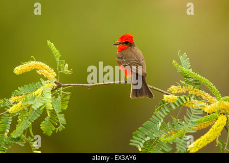 Vermiglio Flycatcher Pyrocephalus rubinus Catalina, Pinal County, Arizona, Stati Uniti 8 giugno maschio adulto Tyrannida Foto Stock