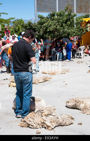 Tradizionale la tosatura delle pecore durante una dimostrazione in Colmenar Viejo, Madrid, Spagna il 8 giugno 2014 Foto Stock