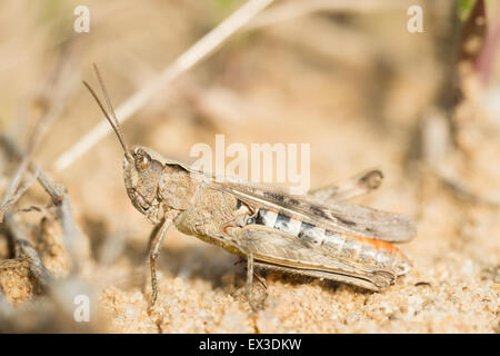 Campo comune grasshopper (Chorthippus brunneus) femmina, Lüneburg Heath, Bassa Sassonia, Germania Foto Stock