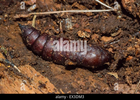 Ligustro Hawk Moth (Sphinx lingustri) crisalide su deadwood, Bassa Sassonia, Germania Foto Stock