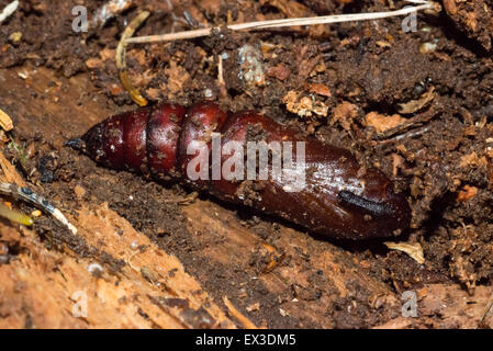 Ligustro Hawk Moth (Sphinx lingustri) crisalide su deadwood, Bassa Sassonia, Germania Foto Stock