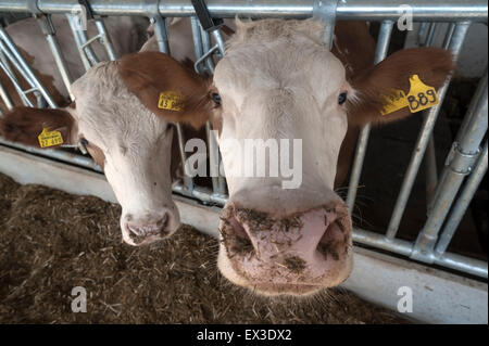 Vacche da latte presso il recinto di alimentazione nella moderna sede allentate, Baviera, Germania Foto Stock