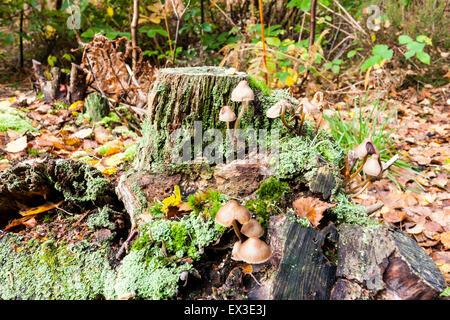 Ampio angolo di visione del ceppo di albero nel bosco in autunno con funghi, Mycena inclinata, le colonie cresciute su e intorno al moncone. Foto Stock