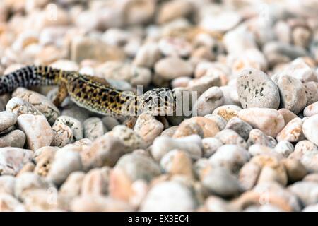 Leopard Gecko lizard sulle rocce Foto Stock