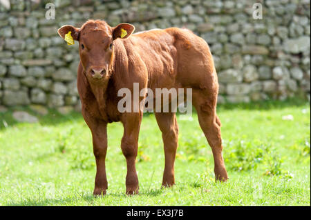 Commerciale di giovani vitelli da macello in pascolo. Cumbria, Regno Unito. Foto Stock