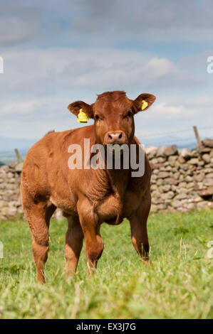 Commerciale di giovani vitelli da macello in pascolo. Cumbria, Regno Unito. Foto Stock