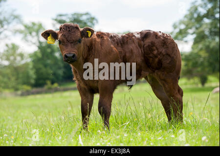 Commerciale di giovani vitelli da macello in pascolo. Cumbria, Regno Unito. Foto Stock