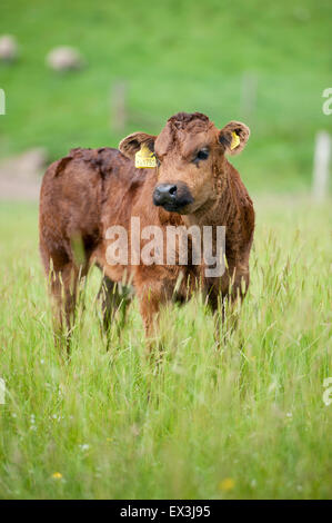 Commerciale di giovani vitelli da macello in pascolo. Cumbria, Regno Unito. Foto Stock